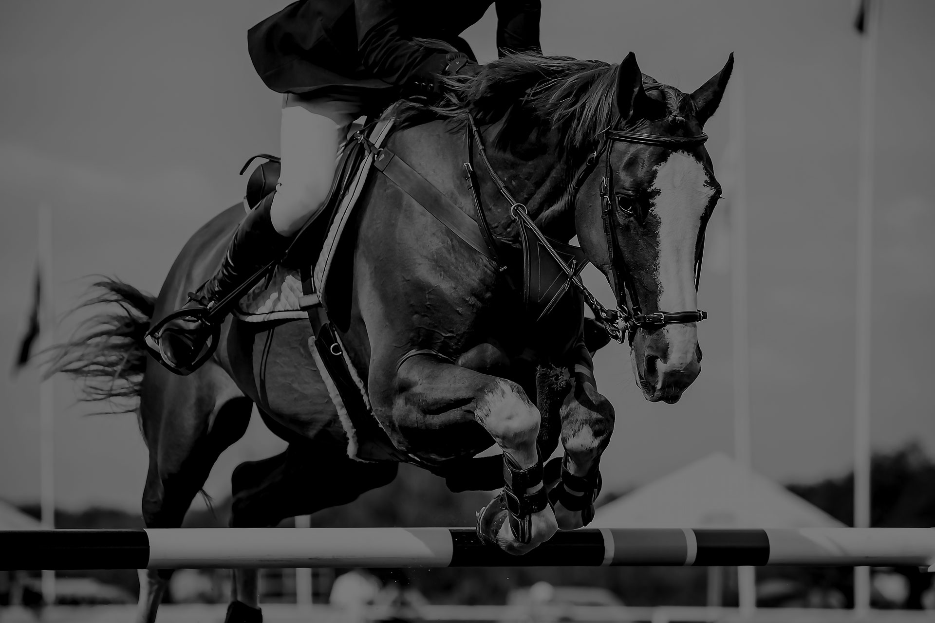 Horse and rider jumping — Fit 8 safety stirrups equestrian discipline